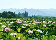 "在线观看免费高清无码影片：提供一流的视听体验"